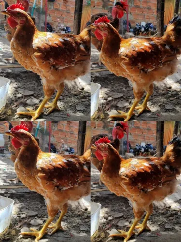 Frango GSB