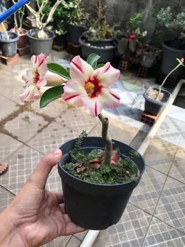 Rosa do deserto