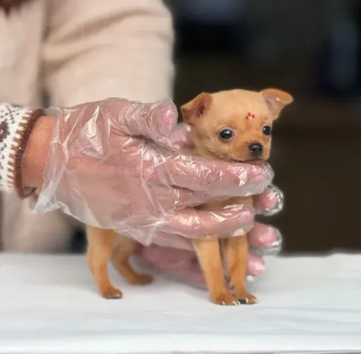 Pinscher miniatura caramelo com 73 dias - Daniela