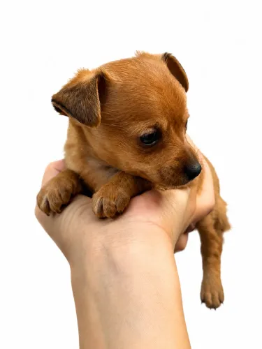 Pinscher macho zero