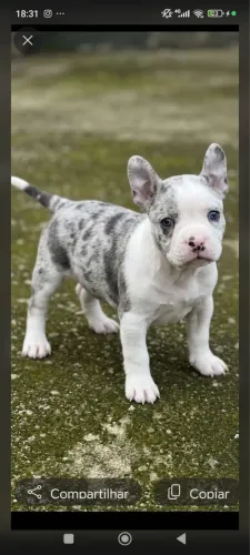 American bully