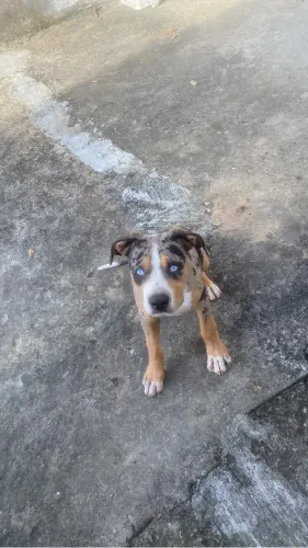 Pit Moster  