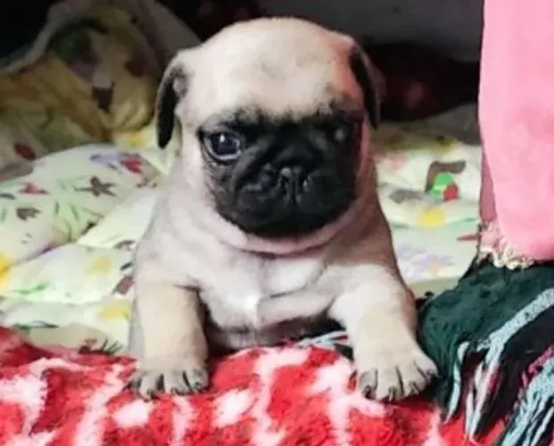 Pug Filhotes A Sua Melhor Opção. 