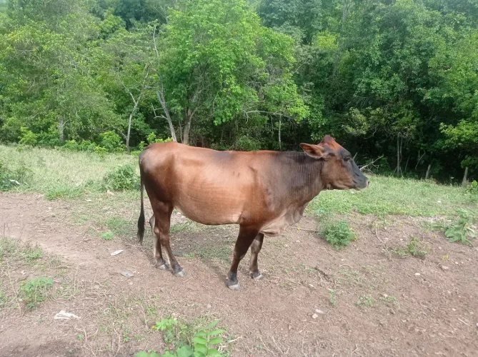 novilha prenha procedência leiteira