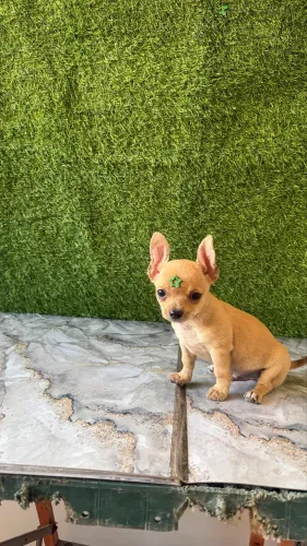 Chihuahua anão