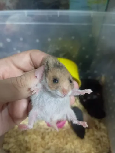 Hamster 