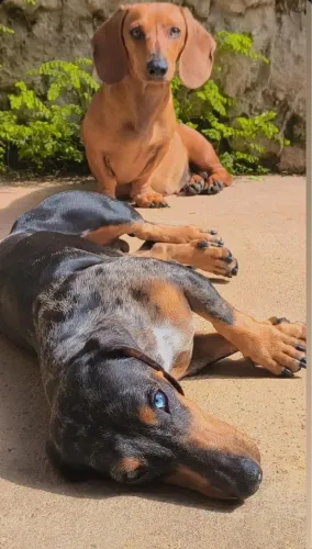 Filhotes Daschund conhecido como salsicha