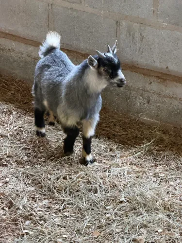 Mini cabrito 