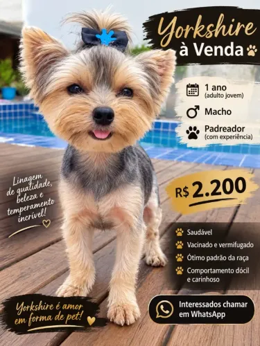 Machinho yorkshire Mine adulto