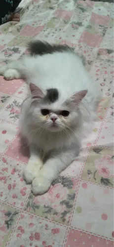 Persa macho