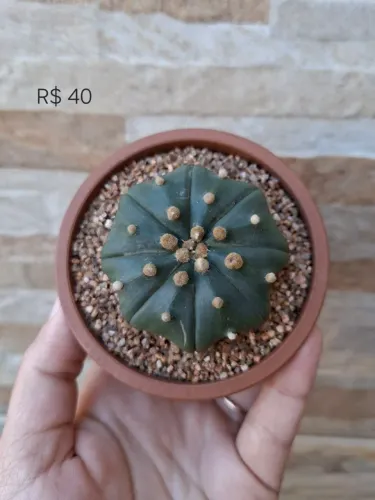 Astrophytum asterias star shape pt9