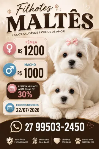 Filhote de maltês 