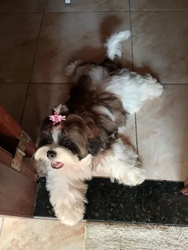 Shitzu macho para cruzar 