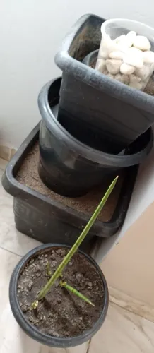 5 Vasos de Plástico + terra preta e pedra de jardim