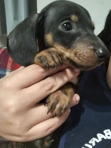 Dachshund macho 