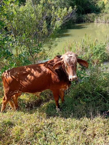 Vaca e garrote