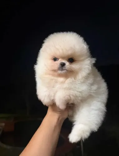 DOAÇÃO- LULU DA POMERÂNIA