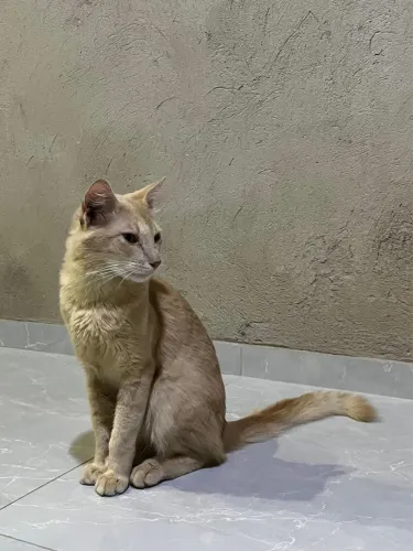GATO PARA ADOÇÃO 