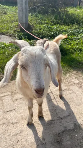 Cabrito