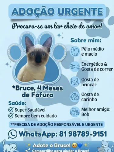 ADOÇÃO RESPONSÁVEL