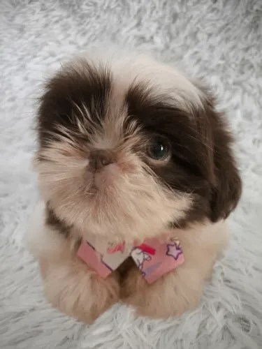 Shih tzu chocolate fêmea 