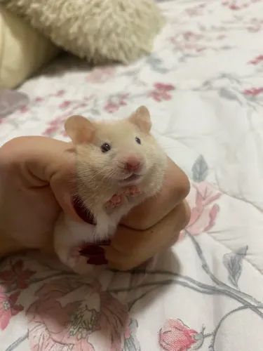 Hamster sírio 