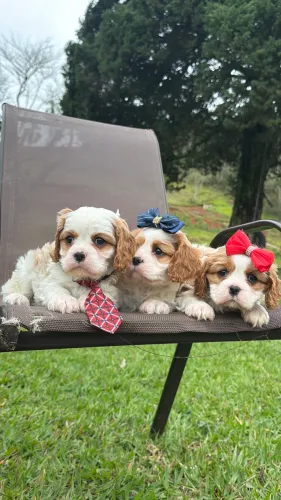 Cavalier king entregamos ainda hoje