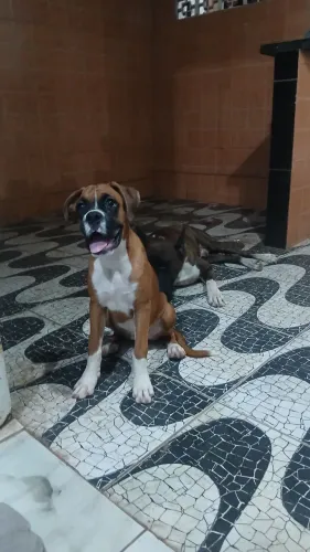 Vendo uma linda femia 4 meses.