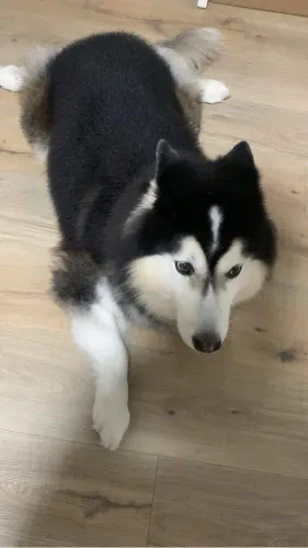 Doação de cachorro Husky