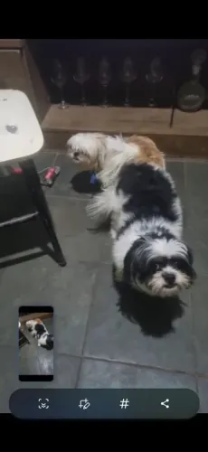 Vendo este cachorrinho