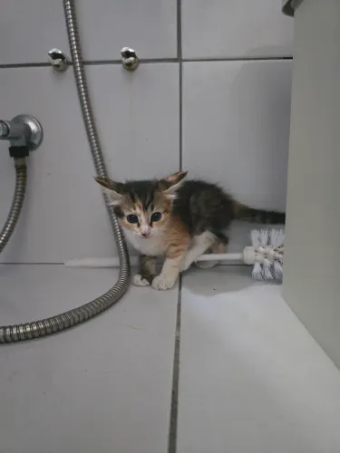 Gatinhos para Doação