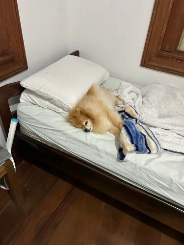 CAMA SOLTEIRO MADEIRA MACIÇA. Cãozinho não incluso.