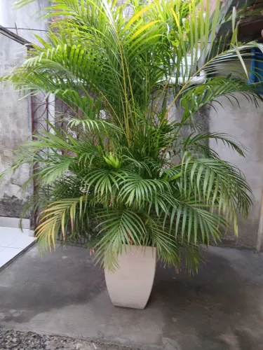 Palmeira
