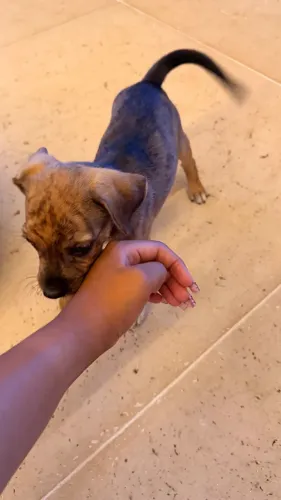Cachorrinho filhote 
