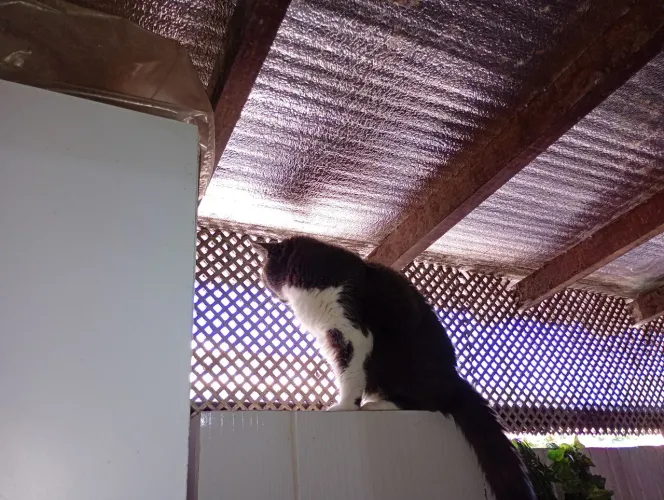 Pet Sitter/Babá de Animais 