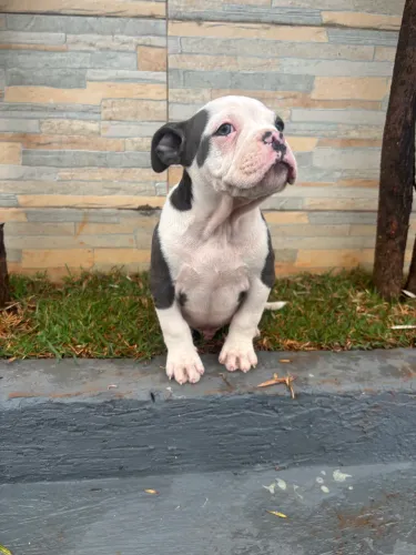 Vendo Filhotes de American Bully 