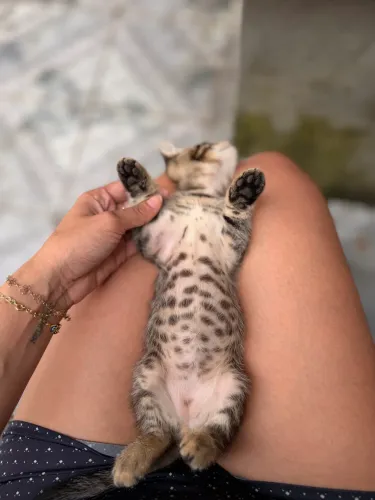 Me adote, sou uma machinho de 1 mês