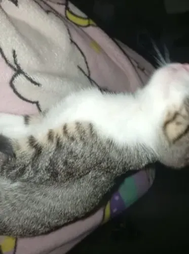 Doa-se gatos