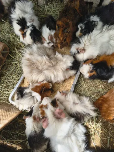 Porquinhos da índia