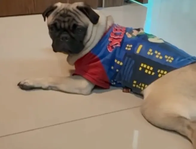 Pug filhote 