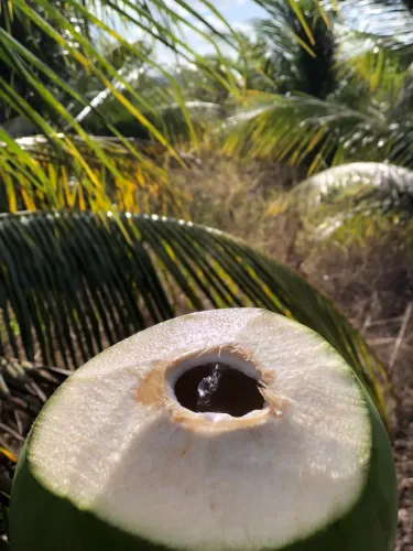 COCO VERDE ANÃO 