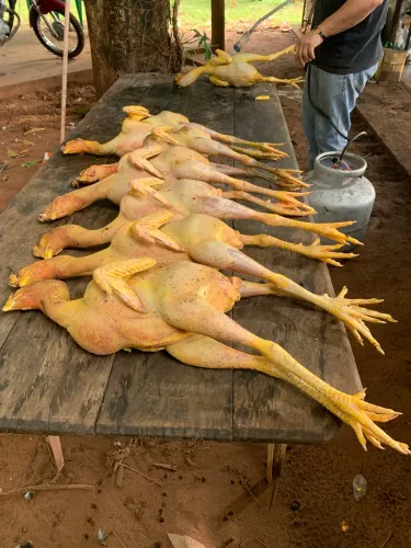 Vendo frango caipira !!!