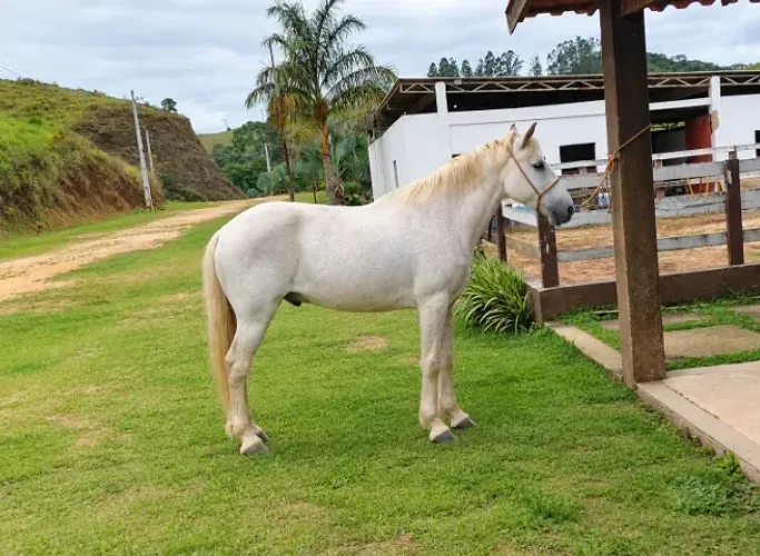 Cavalo marcha picada, castrado, quente certo de rédea 30x266,66
