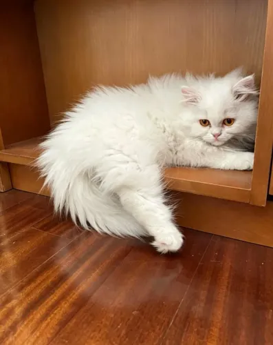 Gato Persa Filhote (Venda)