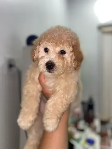 Poodle Toy Filhotes Machos 