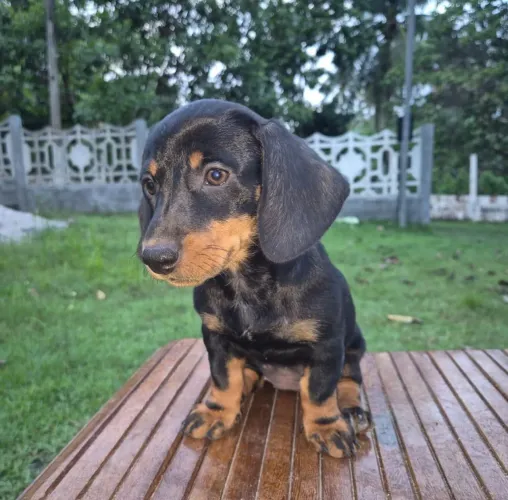 Filhotes de Dachshund, Basset, Salcichinha, aceito cartão.