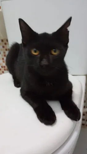 Gatinha filhote linda e dócil para adoção