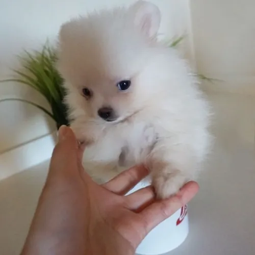 Spitz Alemão lindo