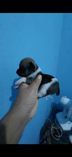 Pinscher zero 
