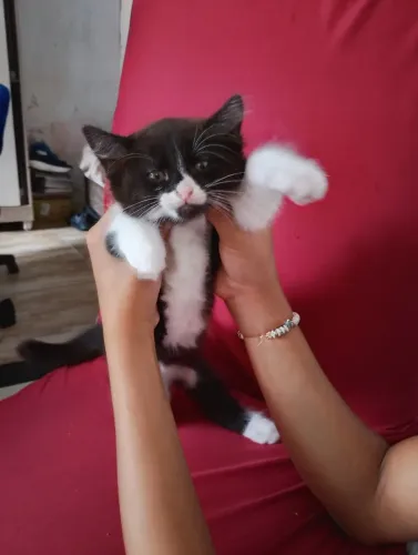 Gatinha frajola 